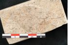 Foto (Detailansicht) von Quercus palaeoilex Ettingshausen (NHMW-GEO-2024-0188-8107)